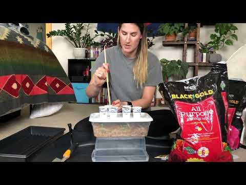 YouTube video about: When to plant tomatoes in montana?