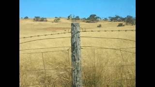 Woodland Anemone, Eternal Tapestry