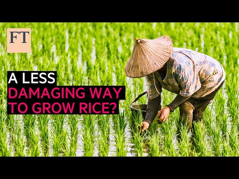 A less damaging way to grow rice? | FT Food Revolution