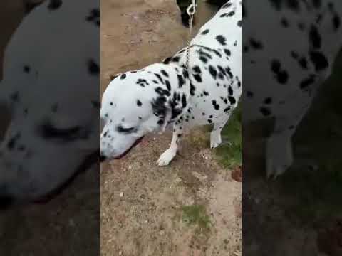 Dalmatian mix breeds