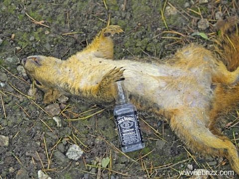 Rynerrr - Projekt Eichhorn 2013 - Ignoranz