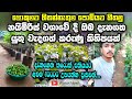 නයිමිරිස් වගාවක් ආරමිභ කිරිමට පෙර මෙ�