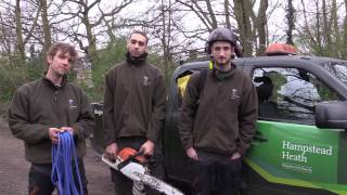 Careers on Hampstead Heath: Apprentice Arborist