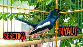 Download lagu PANCINGAN AMPUH BIKIN KACER MANAPUN SEKETIKA NYAUT  !! PANCINGAN KACER GACOR PASTI NYAUT AMPUH. mp3