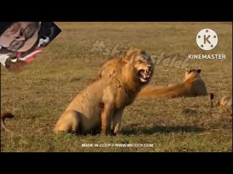 yaboku legjobb pillanatai #3 (úgy megbasztak téged @ElysiaCintia)