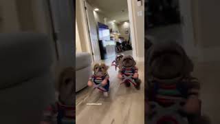 Dogs running with scissors Halloween costume