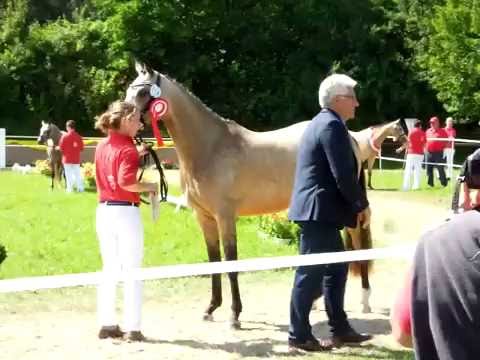 RM D-Darlin, Reservesiegerstute Elitestutenschau Alsfeld