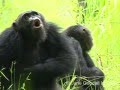 Jane Goodall S Pant Hoots 101