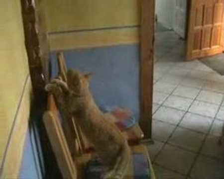 Kot Tiger Gajda w akcji.