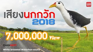 Download lagu Suara Burung Ruak-ruak Waterhen Terbaru 2018, Suara Jernih 100%, Original. mp3 Download lagu Suara Burung Ruak-ruak Waterhen Terbaru 2018, Suara Jernih 100%, Original. mp3