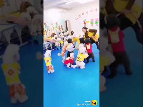 Cute dogs funny performance| Funny dogs video