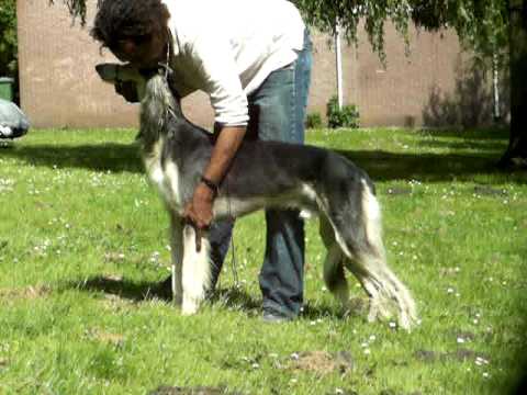 Saluki el ubaid's latif first show training