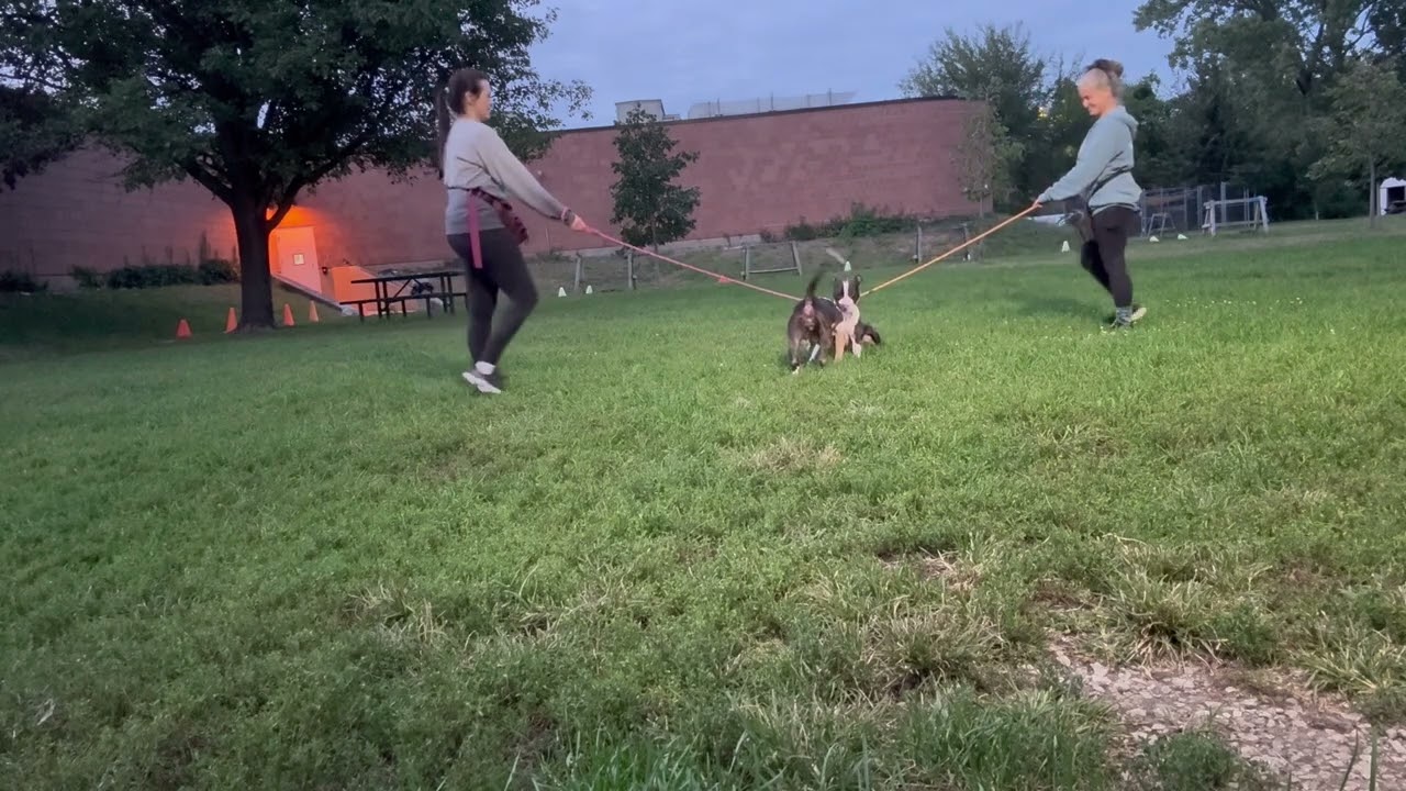 Jimmy's Leash Test