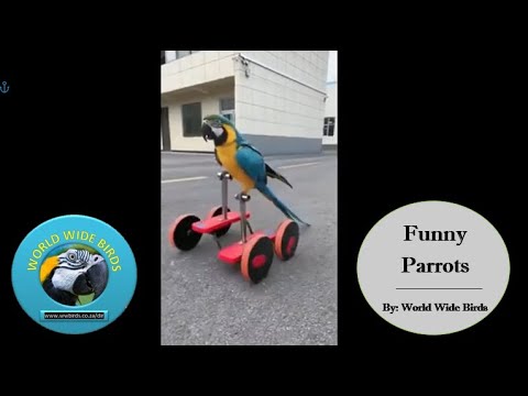 Drôles de perroquets 2 - moments hilarants