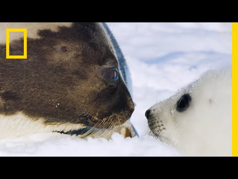 The Harp Seal's Race Against Time - Ep. 5 | Wildlife: The Big Freeze