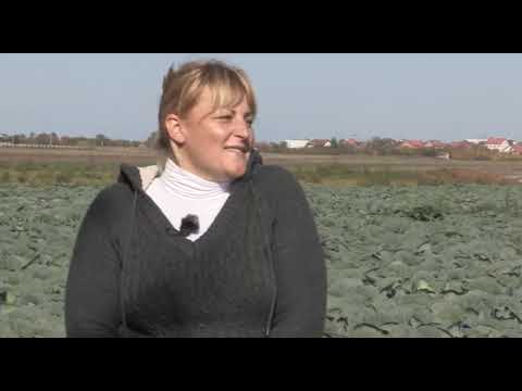 Može bolje ep.37 21.10.2017. - Proizvodnja kupusa i pravljenje kiselog kupusa