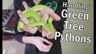 How to Handle Green Tree Pythons