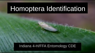 Indiana 4-H/FFA Entomology CDE Senior: Homoptera Identification