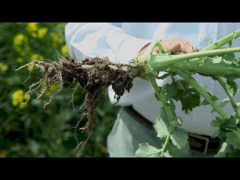 Rapita DEKALB - DK IMARET CL