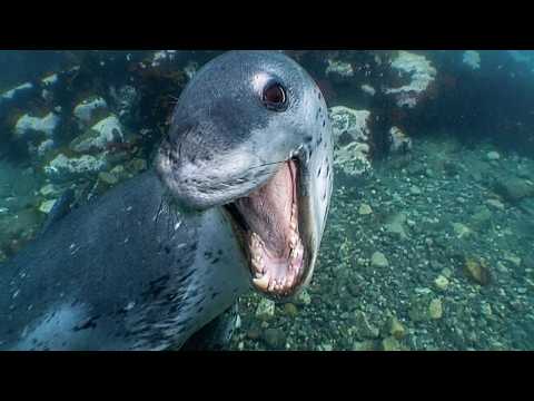 Léopards de mer, le Seigneur des Glaces - Documentaire