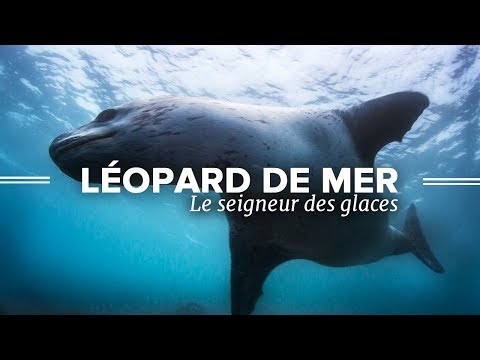 Léopards de mer, le Seigneur des Glaces - Documentaire