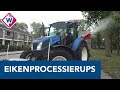 Kanon blaast bacterie naar eikenprocessierupsen - OMROEP WEST