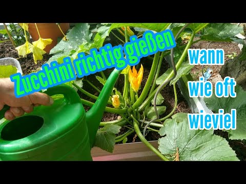 , title : 'Zucchini gießen wie oft und wieviel Zucchini gießen wässern Zucchini richtig gießen'