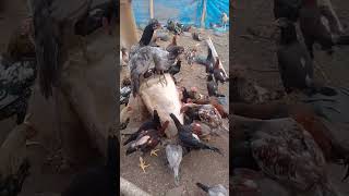 Download lagu pakan alternatif ayam kampung,. mp3 Download lagu pakan alternatif ayam kampung,. mp3