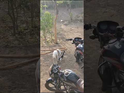 #funny dogs #animal #dogloverspsychology