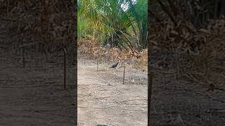 Download lagu TERBUKTI SUARA PIKAT RUAK-RUAK TUNGGAL LANGSUNG DATANG #youtubeshorts #videoshort #suarapikat mp3