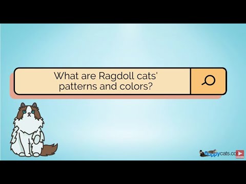 Ragdoll Cat Colors and Patterns: A Quick Video Tutorial and How to Recognize Them