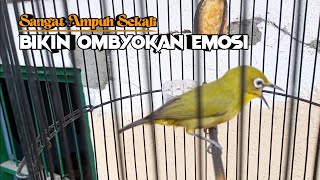 Download lagu SANGAT AMPUH ‼️ Terapi Pleci Dakun Bali Biar Buka Paruh mp3