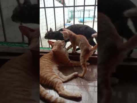 #cutestreetcats #savestraycats #animal lover Sujatha Carestraypaws ❤