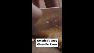 Inside America’s Only Glass Eel Farm #shorts