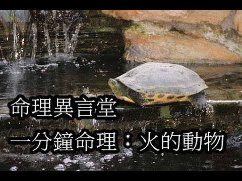 屬火動物