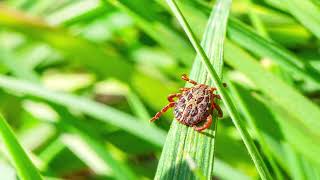 How to Care for Ticks & Treatment in Massachusetts
