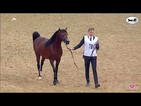 N 78 SHEHAB AL SRAIYA   2nd Qatar Arabian Breeders Cup   Colts 3 Years Old Class 6