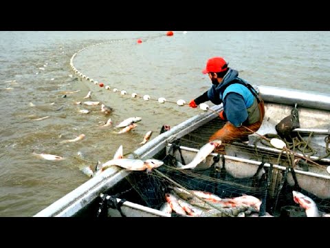 Everyone should watch this Fishermen's video - Amazing Gill Net Fishing Catch Hundreds Tons Fish