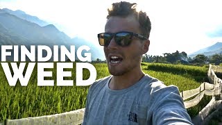 🍁HOW TO FIND WEED IN VIETNAM🍁 Travel