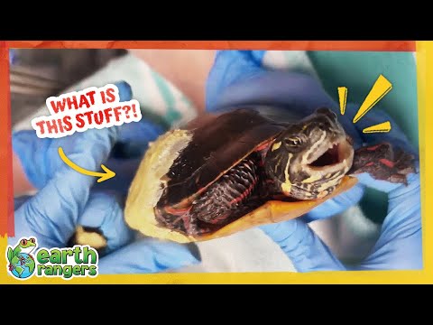Why Are They Covering That Turtle in Goop?! | Earth Rangers