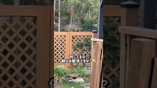 朝、庭を見たらアライグマがいた!🦝 #日中夫婦 #カナダ #アライグマ