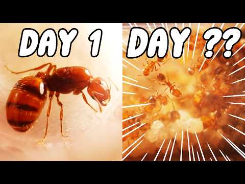 I Kept Fire Ants For 100 Days.. THIS Happened