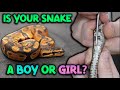 How To Sex Your Snake Visually Popping And Probing