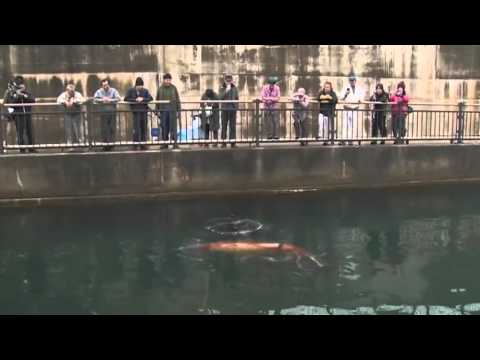 Giant Squid Makes Rare Appearance In Bay - Raw Video