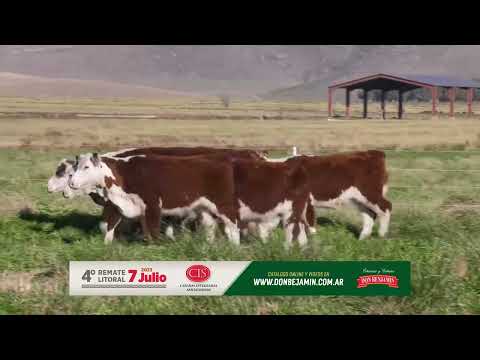 Terneras Polled Hereford - Remate Litoral 07 Julio 2023
