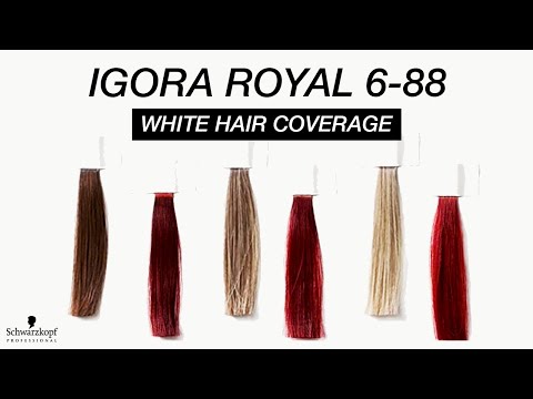 IGORA ROYAL Coverage on Dark to Light Hair