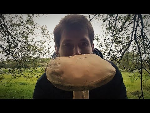 download lagu mp3 mp4 Forest Mushrooms Ireland, download lagu Forest Mushrooms Ireland gratis, unduh video klip Forest Mushrooms Ireland