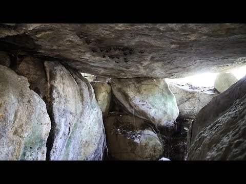 TREZOR SESEL : Seychelles Sheath-tailed Bat