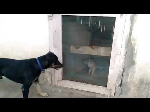 Very danger cat and dog