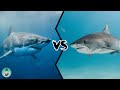 GREAT WHITE SHARK VS TIGER SHARK - Which is the strongest?